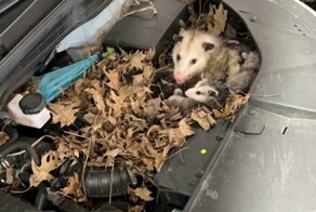 30 странных вещей, которые автомеханики нашли во время ремонта