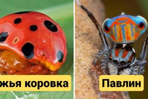 15 самых необычных видов пауков, которые совсем не похожи на своих типичных представителей