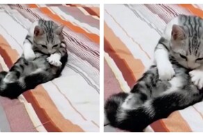 Кот практикует самомассаж