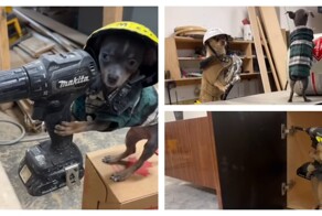 Четвероногие помощники за работой