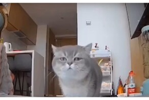 Кот тоскует по своему хозяину