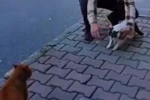 Мужчина предотвратил кошачью драку