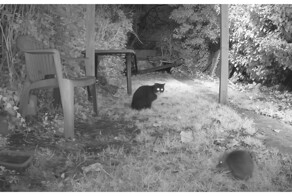 Ёж прогнал кота, пытавшегося съесть его еду