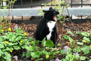 Котики-огородники