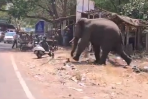 В Индии слон устроил переполох в деревне
