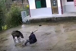 Мужчина с трудом отбился от кабана