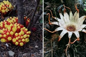 14 растений, которые не отличаются дружелюбностью, но всё равно выглядят потрясающе