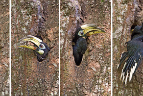 Самец «бетонирует» самку и детей заживо внутри дерева. Звучит мрачно, но в итоге все птицы счастливы