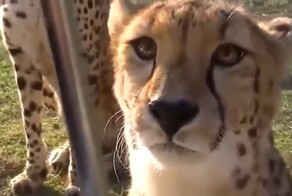 Как мяукает и мурлычет гепард