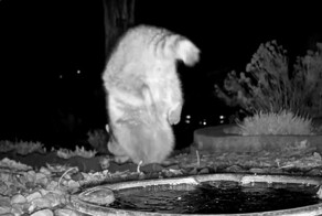 Енот прошёлся на передних лапах перед фотоловушкой