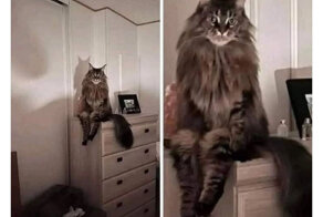 Почему коты и кошки ночью смотрят на спящих людей