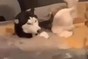 Пёс-дизайнер модифицировал диван хозяина