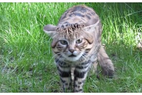 Как мяукает грозная черноногая кошка