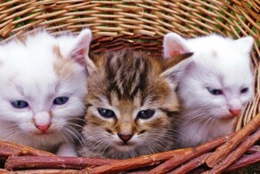 К чему могут снится котята?