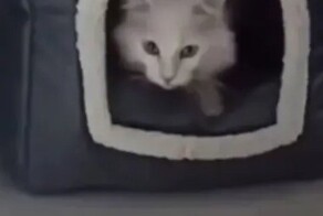 Кошка не позволила хозяину взвесить котёнка