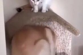 Пёс неожиданно залез в кошачий домик