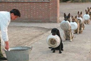 Правда ли, что служебные собаки стоят за едой в очередях? Да ещё и со своей посудой!