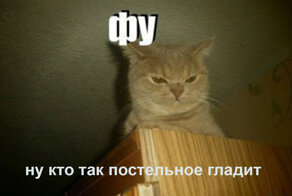 Правда ли, что кошки могут осуждать людей?