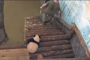 Панда Катюша из Московского зоопарка мешает проводить уборку в своём вольере