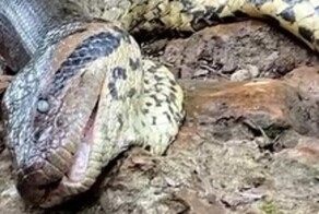 Самая большая в мире змея убита охотниками в тропических лесах Амазонки