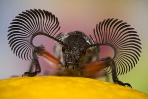 Радары запредельной мощности на голове жука. Какую информацию собирает это насекомое?