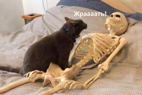 Понимают ли кошки, что человеку как-то нехорошо