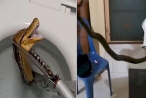 Операцию по вызволению питона, застрявшего в унитазе, провели в Таиланде