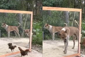 Животных вывело из себя собственное отражение в зеркале