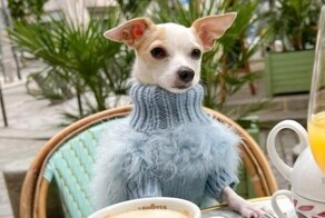 Собака-блогер живёт роскошной жизнью и путешествует по миру