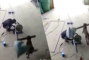 Собака ударила рабочего палкой по голове