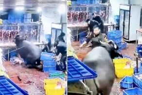 Бешеная корова устроила переполох на китайской бойне