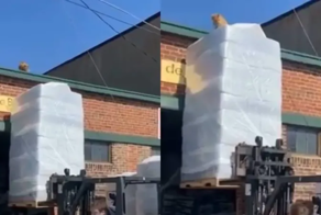 Котик застрял на крыше, но к нему быстро пришла помощь