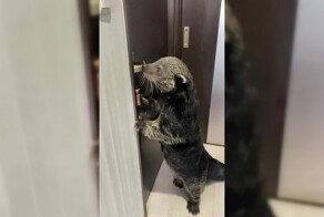 "Мам, купи!": знакомьтесь, это бинтуронг или кошачий медведь