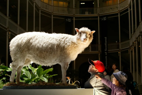 Овечка Долли – не первый клон! Краткая история клонирования и современное положение дел