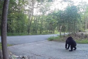 «Спасите-помогите!»: на видео попал медведь, испуганно убегающий от кота