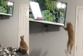 «Я тебя поймаю!»: котенок решил поохотиться, но потерпел  фиаско