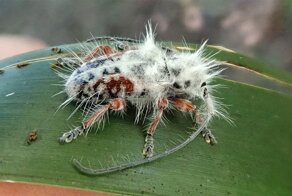 Обнаружен новый вид «жука-панка»