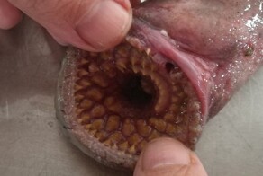 Так вот откуда черпал вдохновение автор «Дюны»