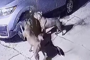Парочка кровожадных питбулей раздербанила автомобиль, пытаясь добраться до кошки