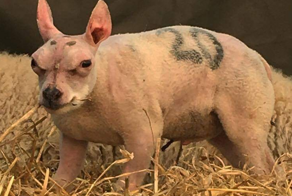 Белтекс: эта порода овец выглядит просто безумно