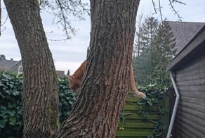 Рыжий кот и не сильно удобное дерево