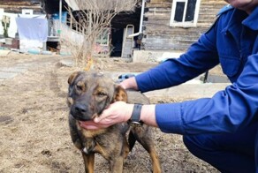 Собака спасла маленького мальчика, который провел в лесу в Приморье всю ночь
