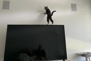 Эти странные и забавные пушистые создания