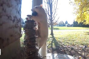 Уникальная белка-альбинос попала на камеру