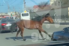 Лошадку жалко