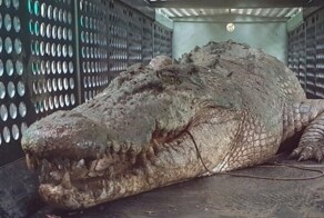 На таможне в Орске задержали живого крокодила без документов, но с хозяином