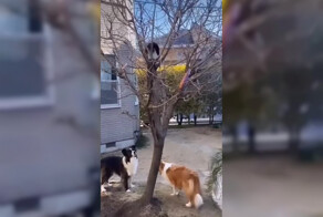 Ловкий котик помог псам достать их любимую игрушку