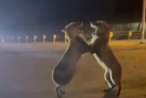 «Сосиска раздора»: две лисички повздорили из-за еды