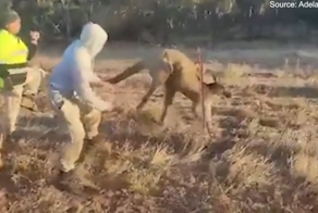 «Мужики, спасибо!»: спасение кенгуру, застрявшего в проволочном ограждении