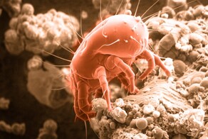 В Германии сыр с клещами снова набирает популярность